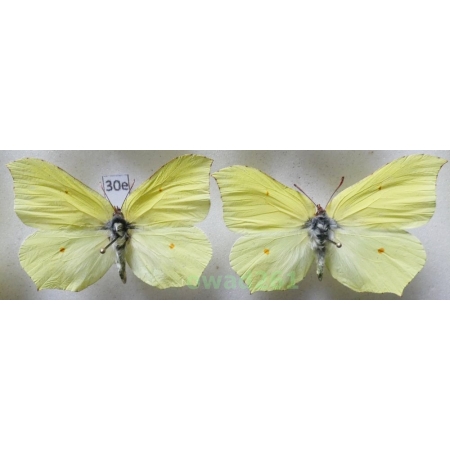 Gonepteryx rhamni (Linnaeus, 1758) 2xmale Poland30e